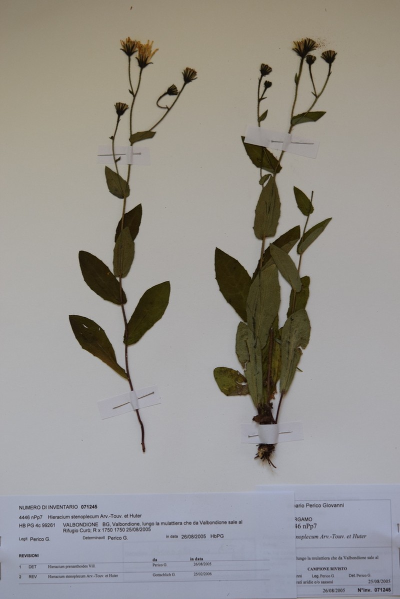 Hieracium entleutneri