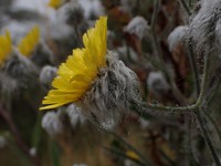 Hieracium erianthum