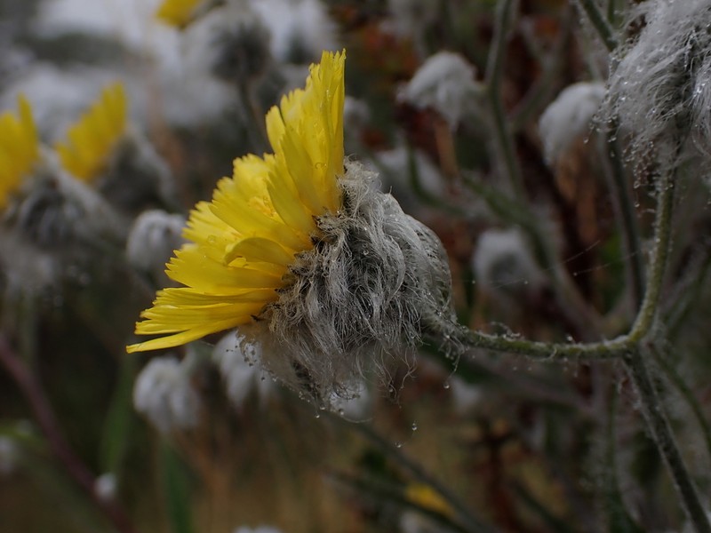 Hieracium erianthum