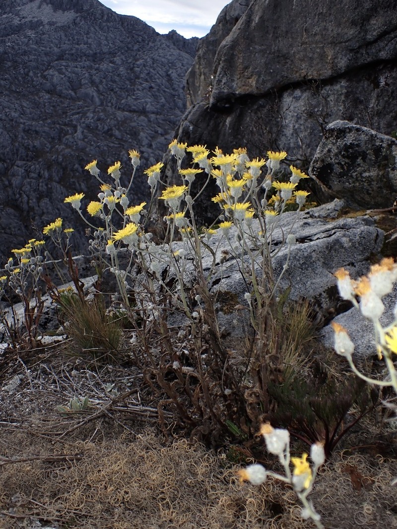 Hieracium erianthum photo 2