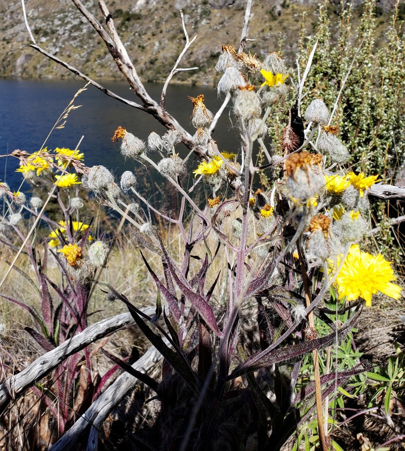 Hieracium erianthum photo 3