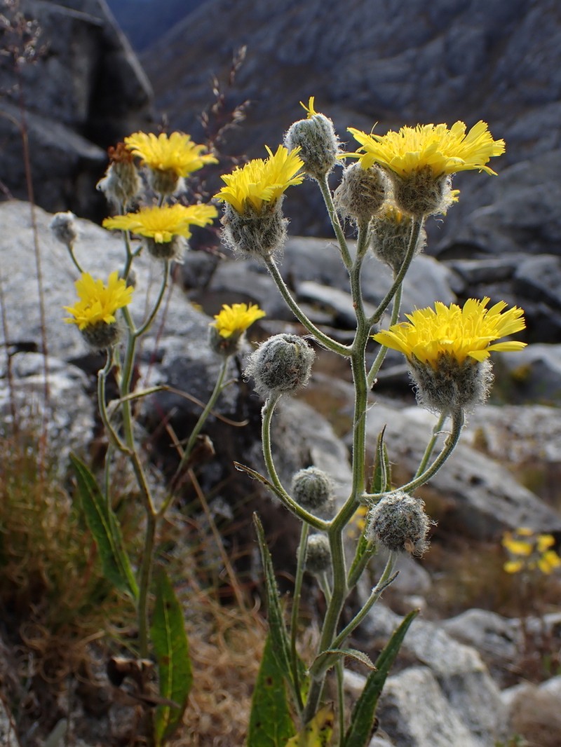 Hieracium erianthum photo 4