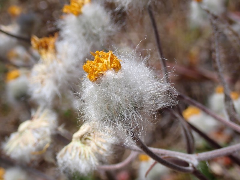 Hieracium erianthum photo 5