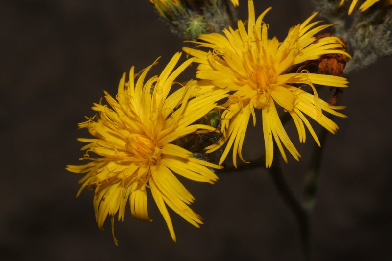 Hieracium erianthum photo 6