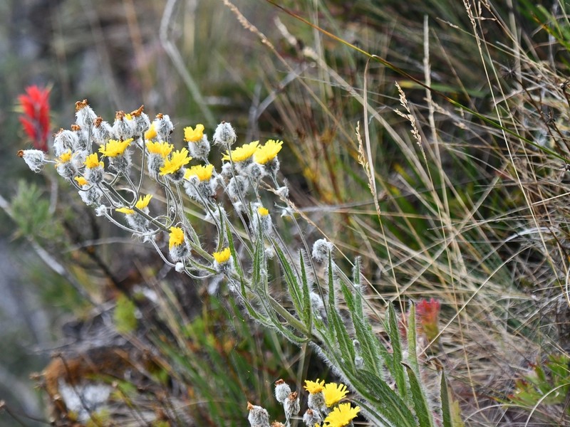 Hieracium erianthum photo 7