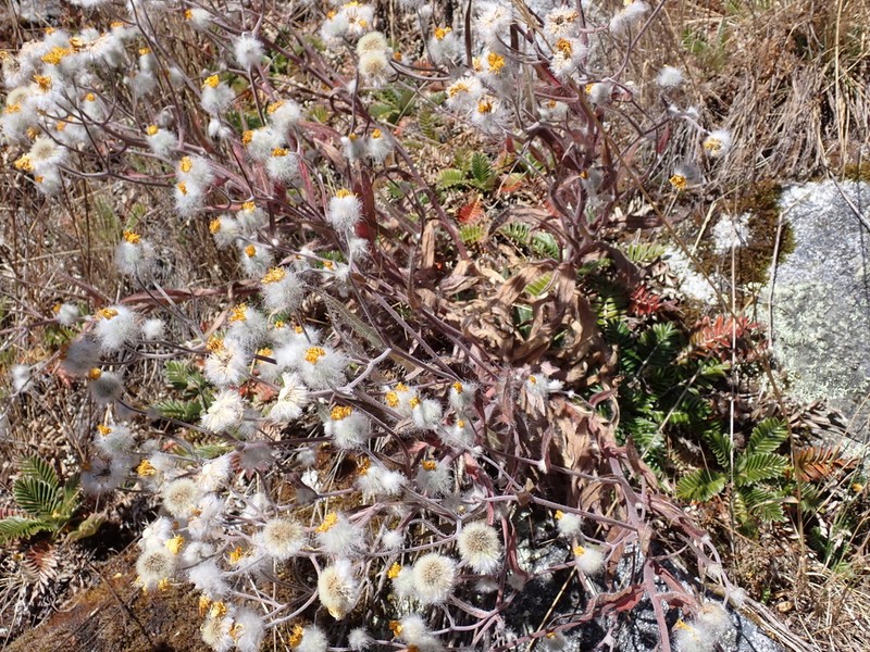 Hieracium erianthum photo 8