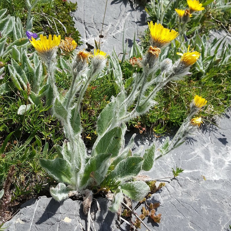 Hieracium erioleucum photo 2