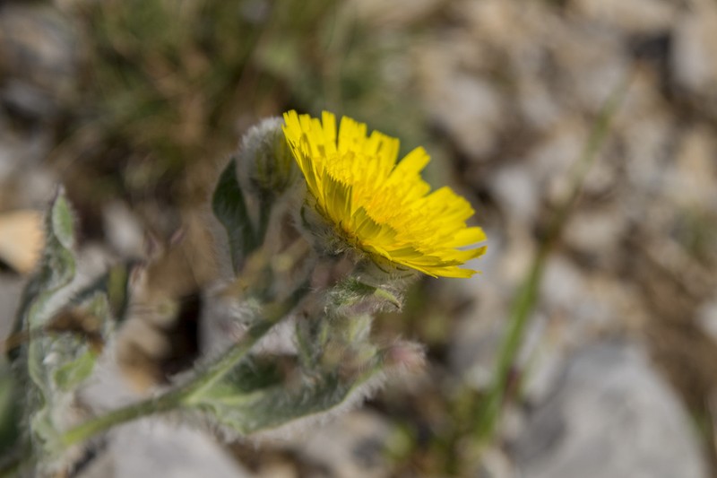 Hieracium erioleucum photo 3