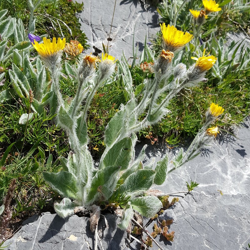 Hieracium erioleucum photo 4