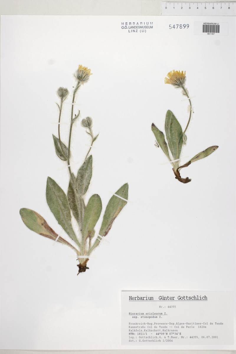 Hieracium erioleucum subsp. stenopodum