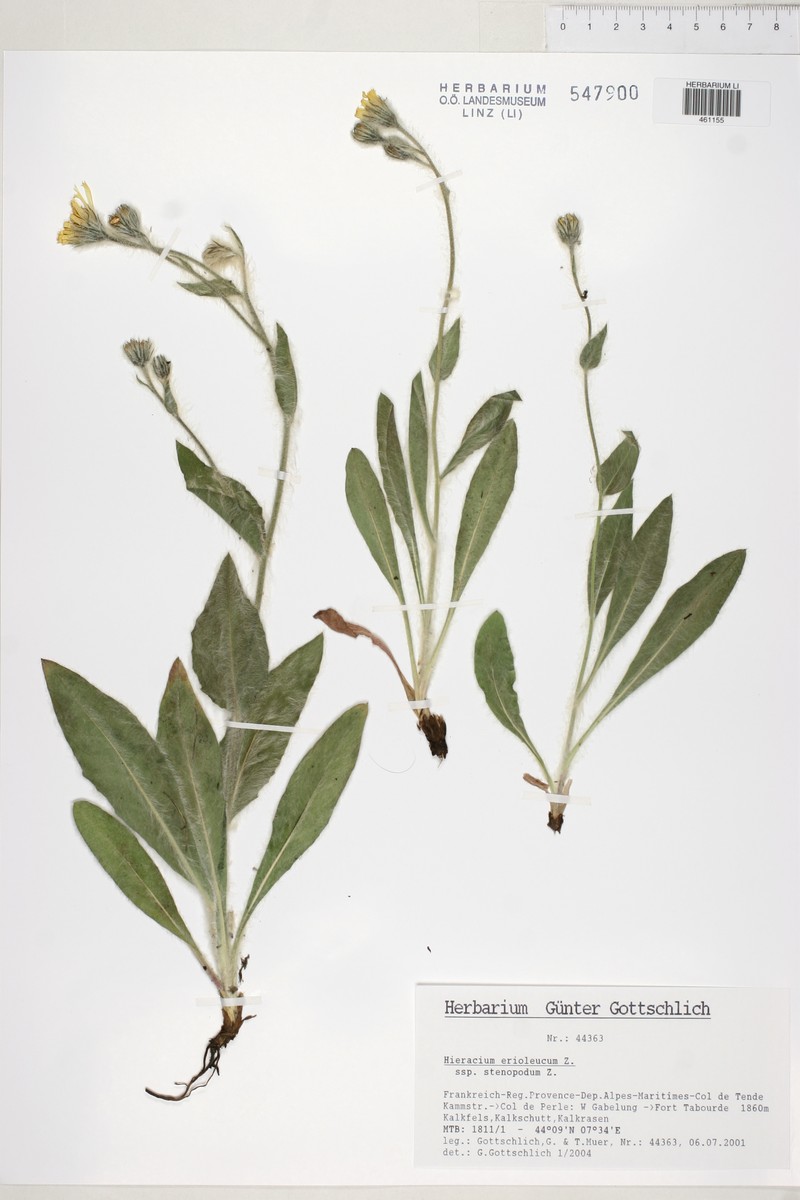 Hieracium erioleucum subsp. stenopodum photo 2