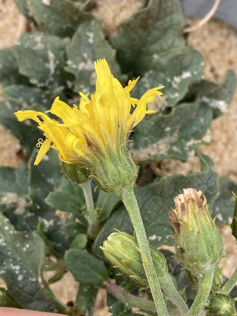 Hieracium eriophorum