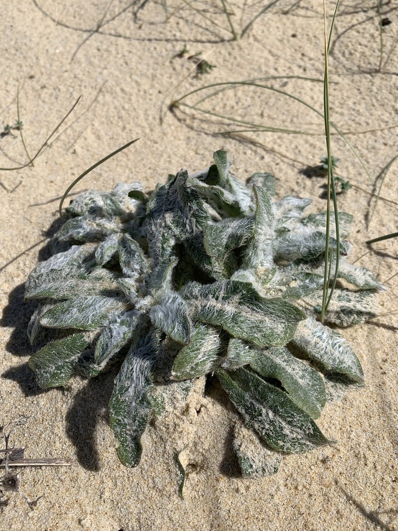 Hieracium eriophorum photo 2