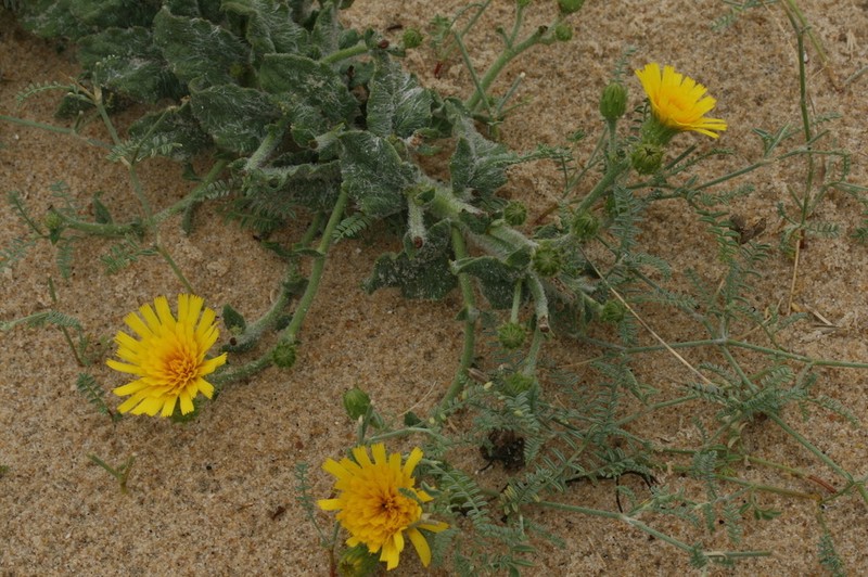 Hieracium eriophorum photo 4