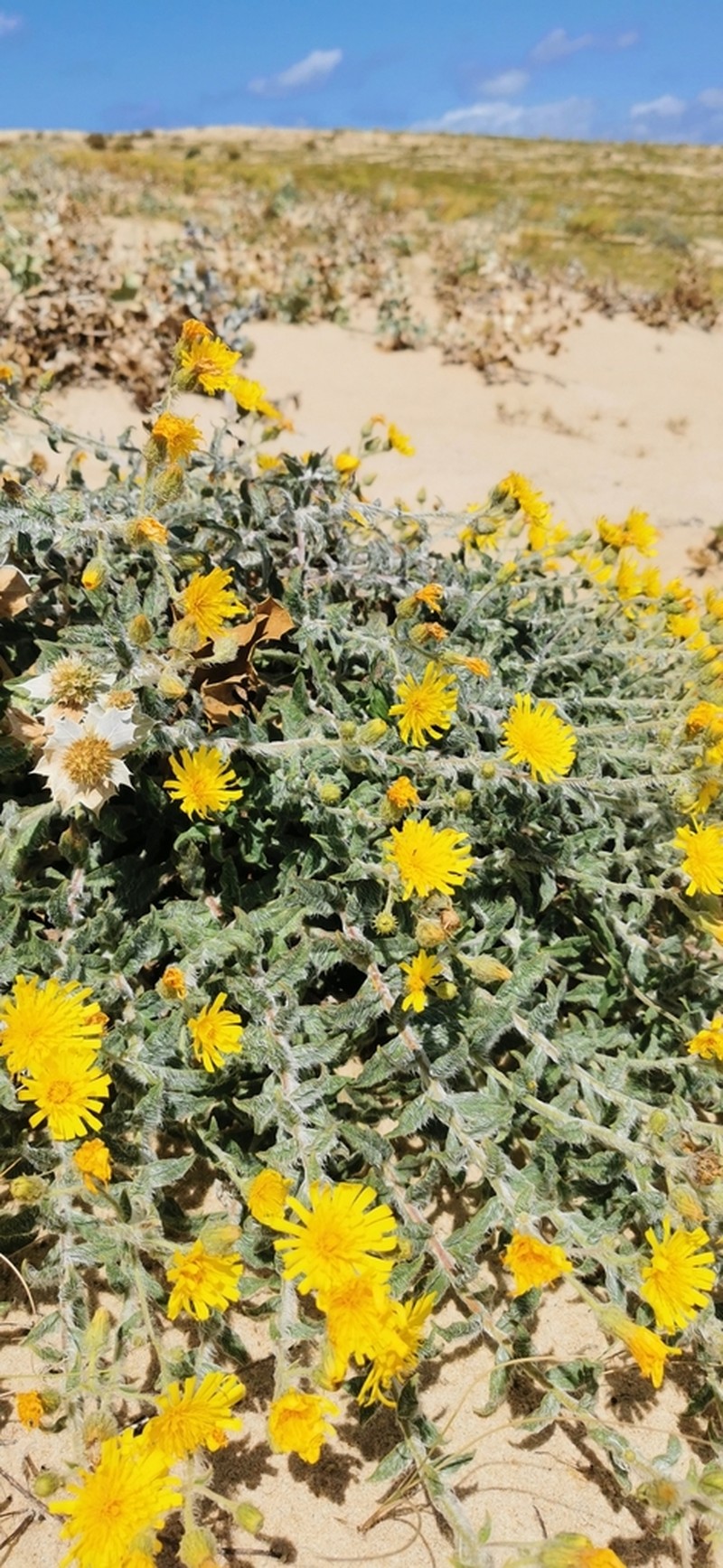 Hieracium eriophorum photo 5