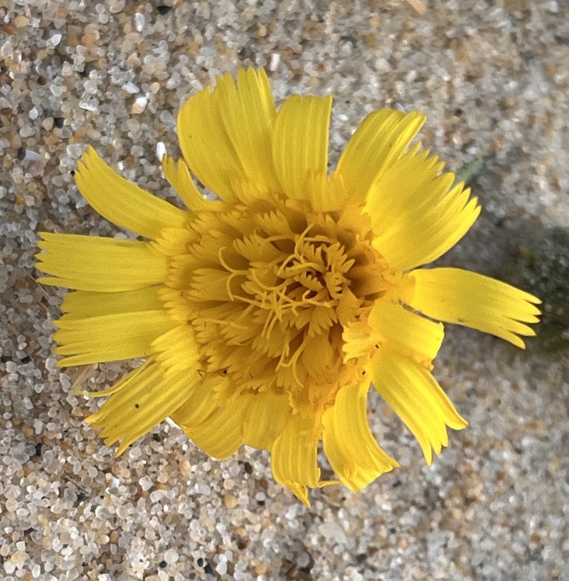 Hieracium eriophorum photo 6