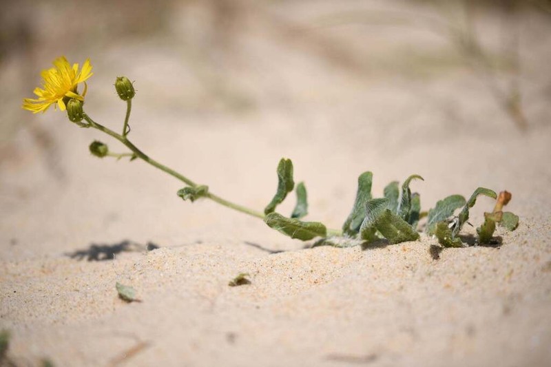 Hieracium eriophorum photo 7