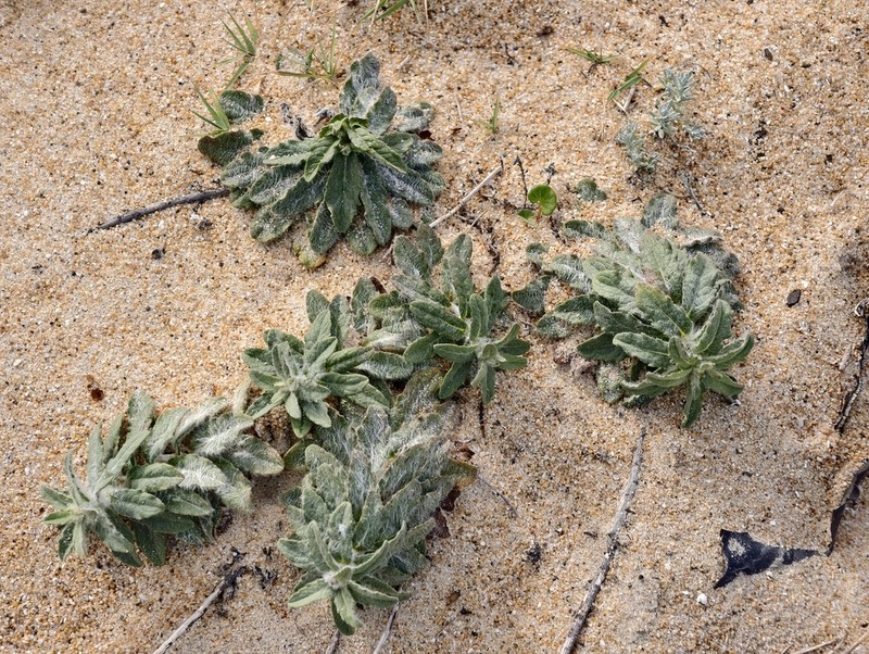 Hieracium eriophorum photo 8
