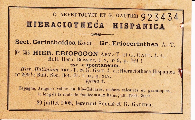 Hieracium eriopogon