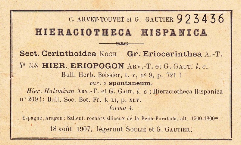 Hieracium eriopogon photo 3