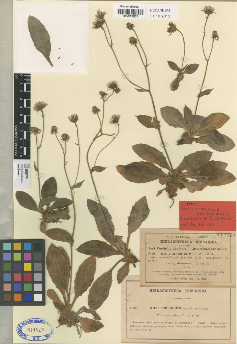 Hieracium erosulum