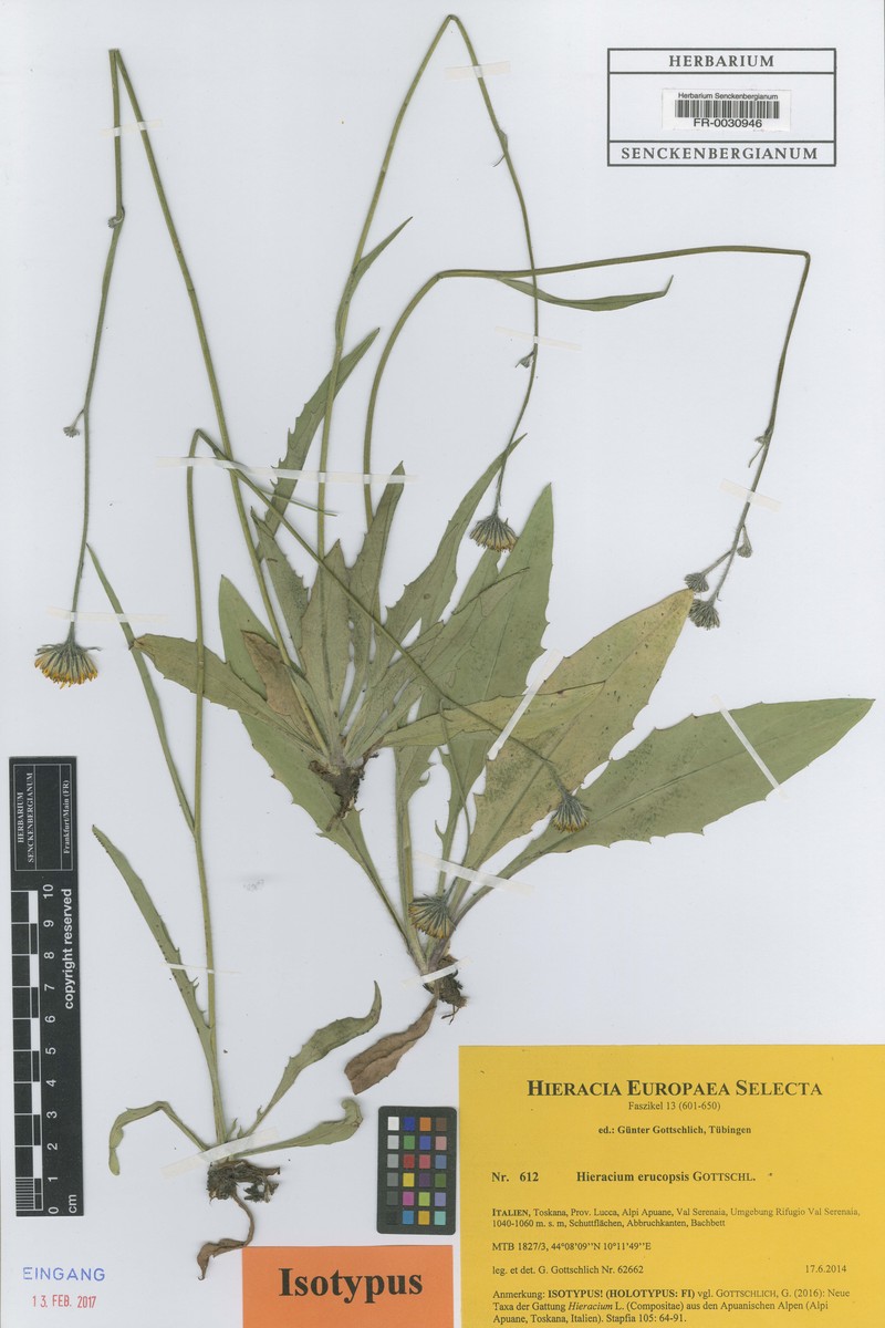Hieracium erucopsis