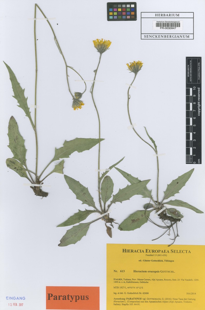 Hieracium erucopsis photo 2