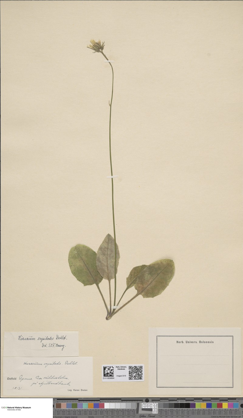 Hieracium erysibodes