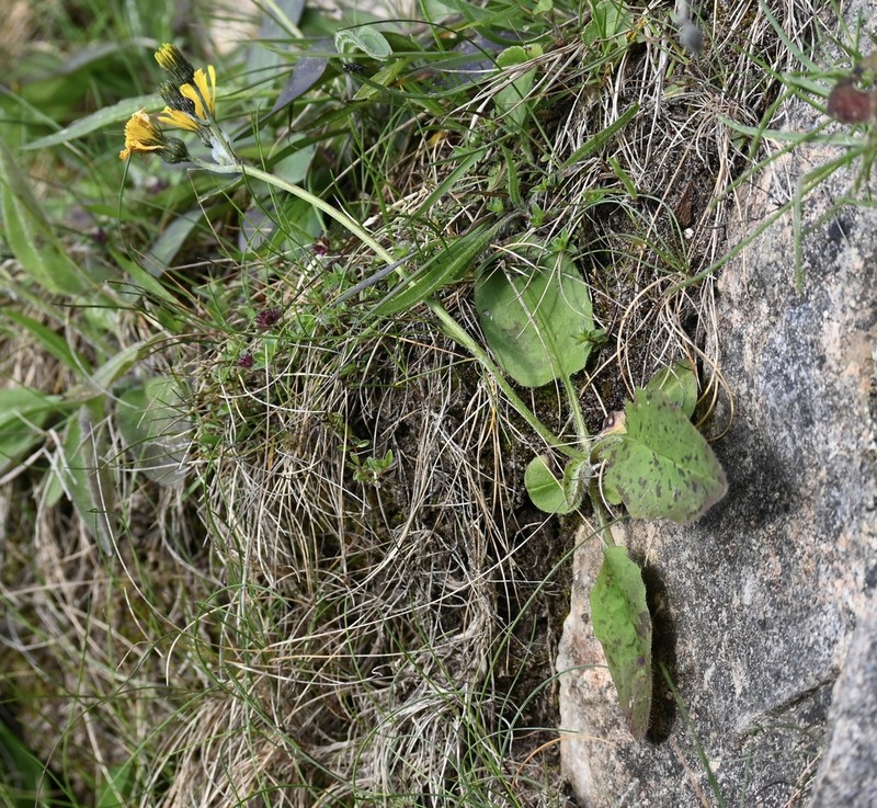 Hieracium eucallum