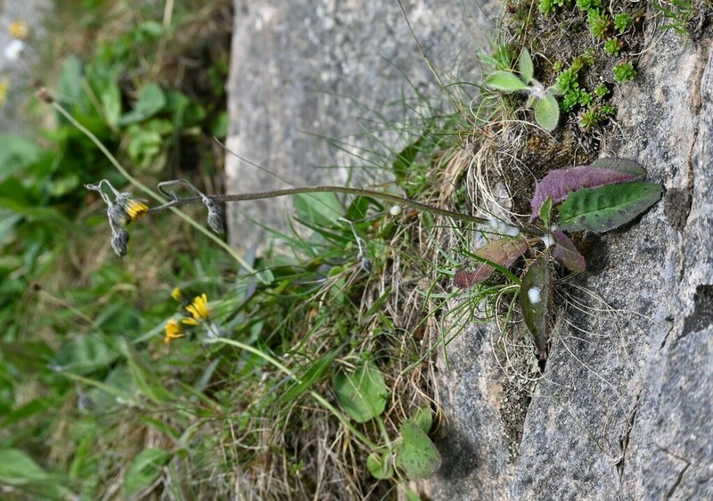 Hieracium eucallum photo 2