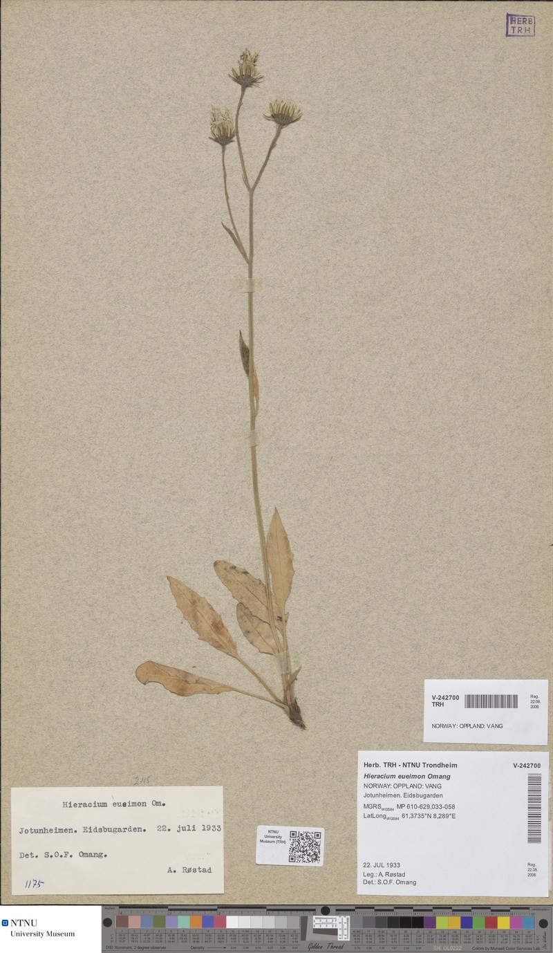 Hieracium eueimon