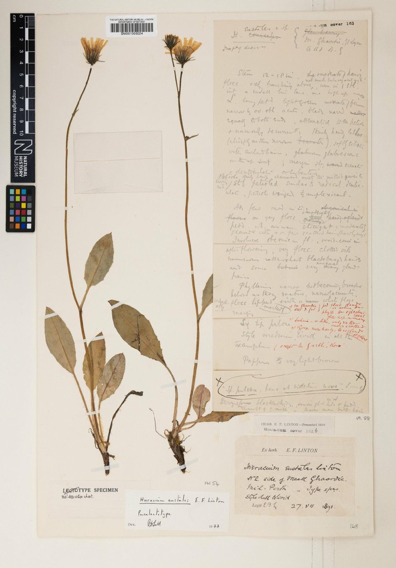 Hieracium eustales