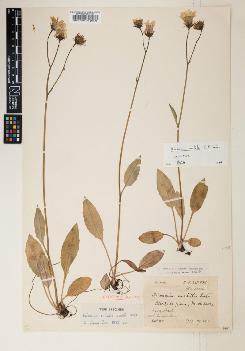 Hieracium eustales photo 2