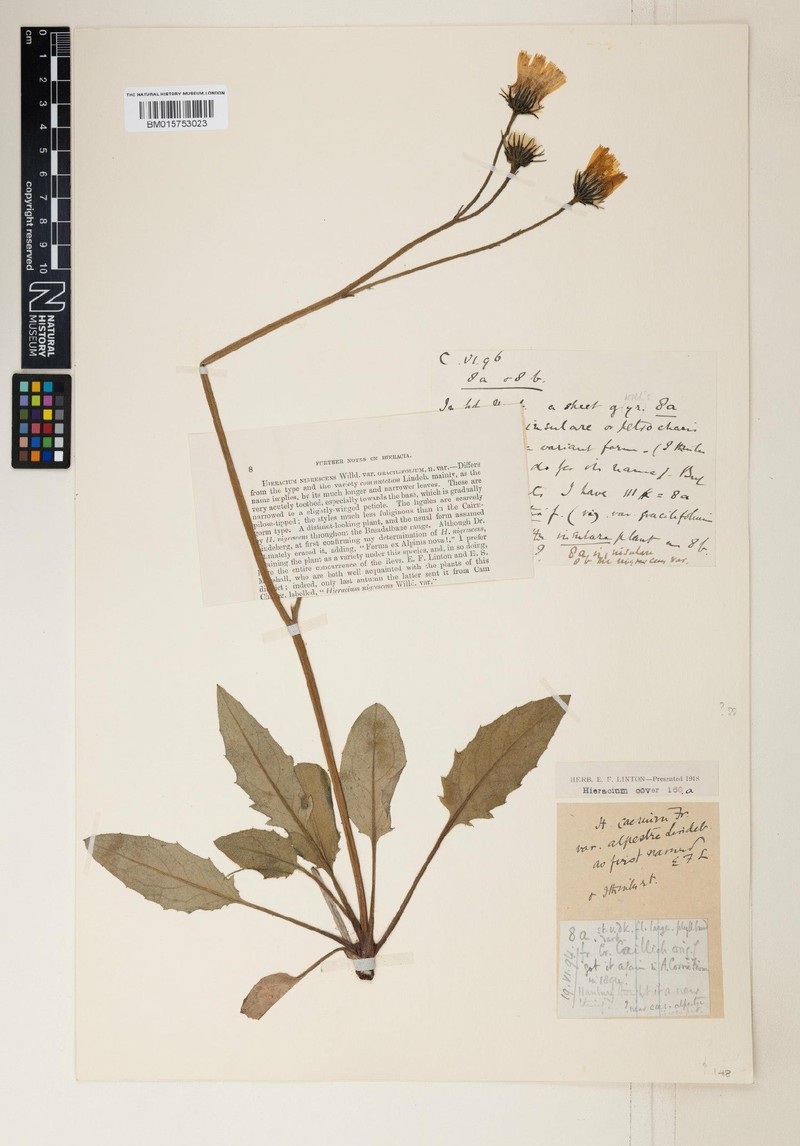 Hieracium eustales photo 3