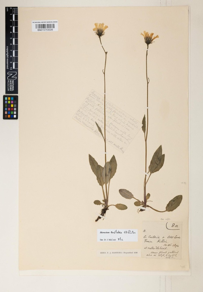 Hieracium eustales photo 4