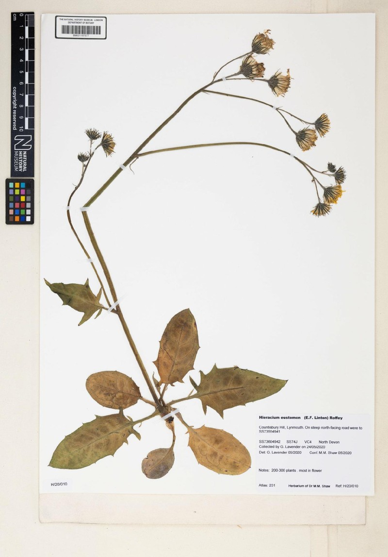 Hieracium eustomon
