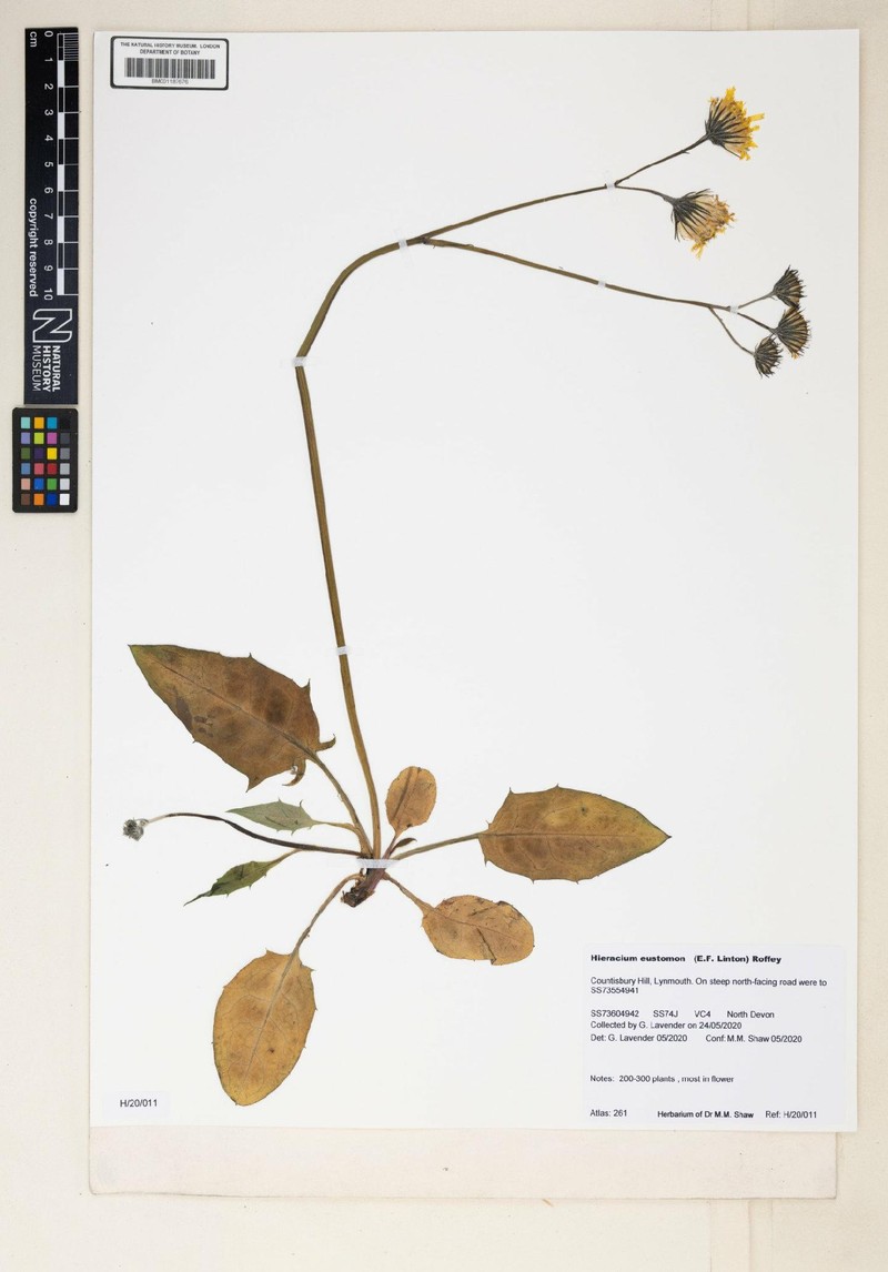 Hieracium eustomon photo 2