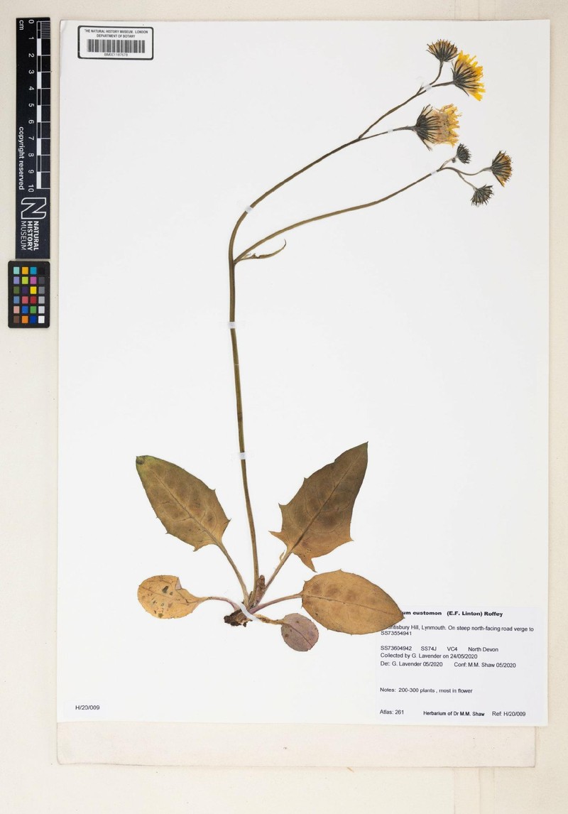 Hieracium eustomon photo 3