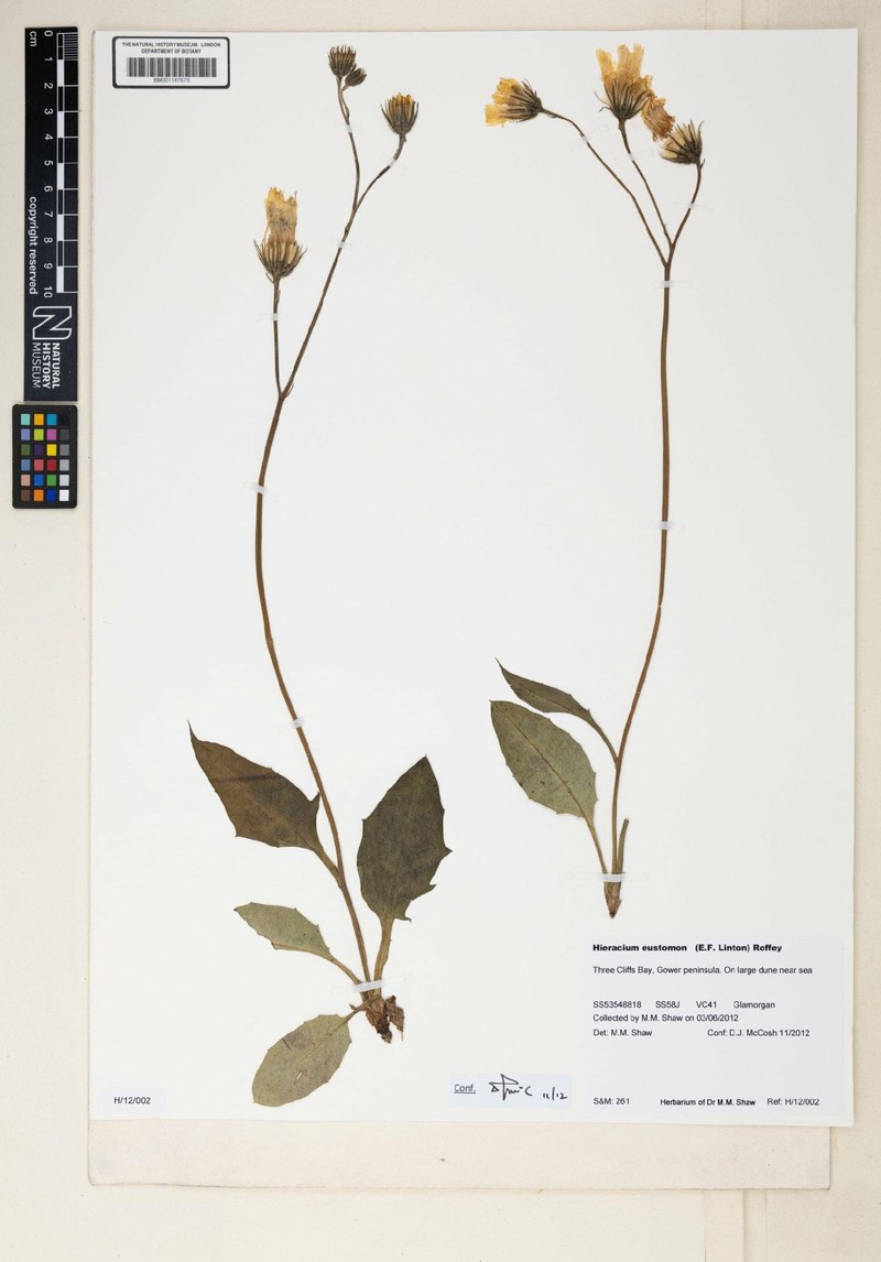 Hieracium eustomon photo 4