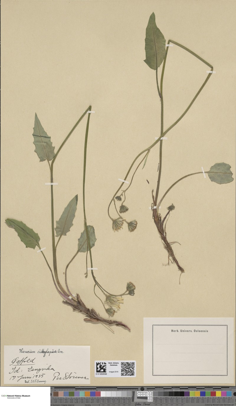 Hieracium euthylepis