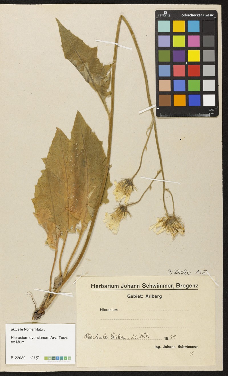 Hieracium eversianum