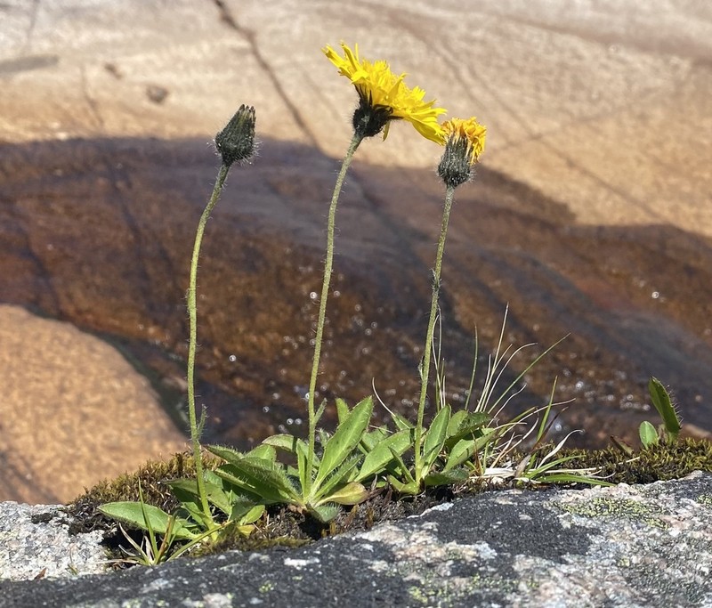Hieracium eximium