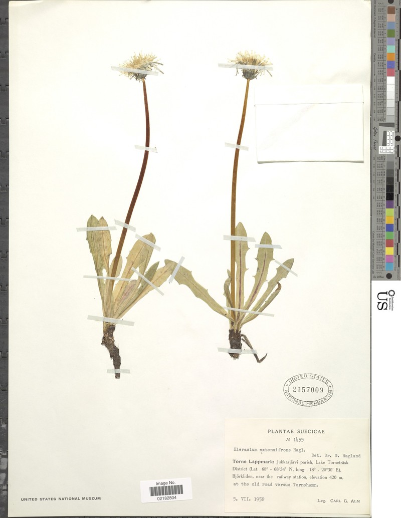 Hieracium extensifrons