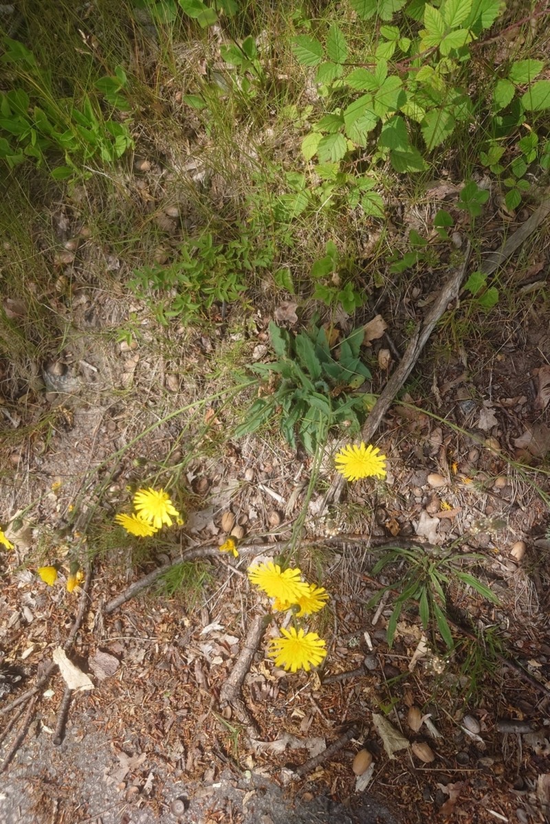 Hieracium extensum