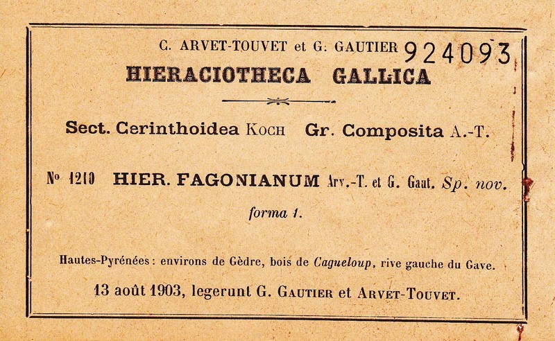 Hieracium fagonianum