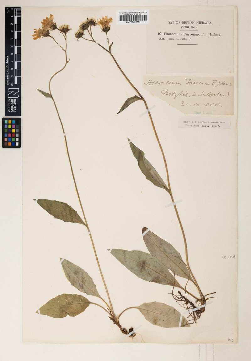 Hieracium farrense