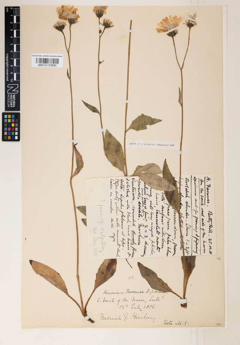 Hieracium farrense photo 2