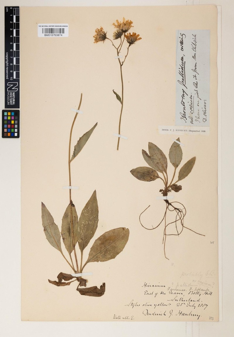 Hieracium farrense photo 3