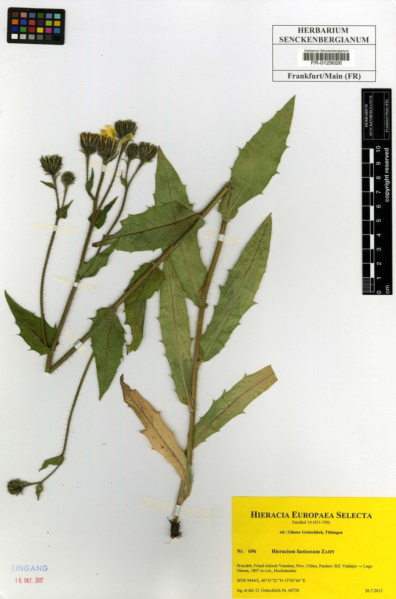 Hieracium fastuosum