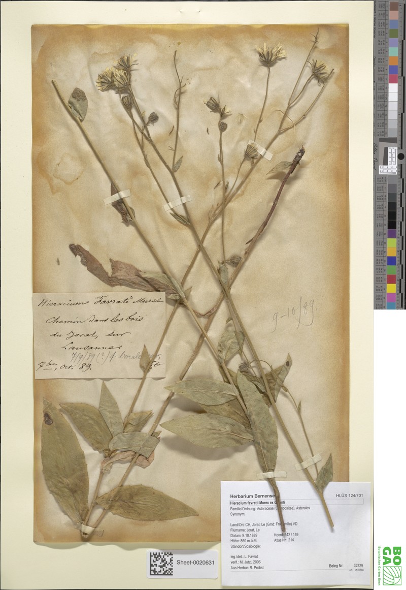 Hieracium favratii